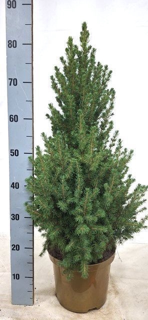 <h4>PICEA GL CONICA</h4>
