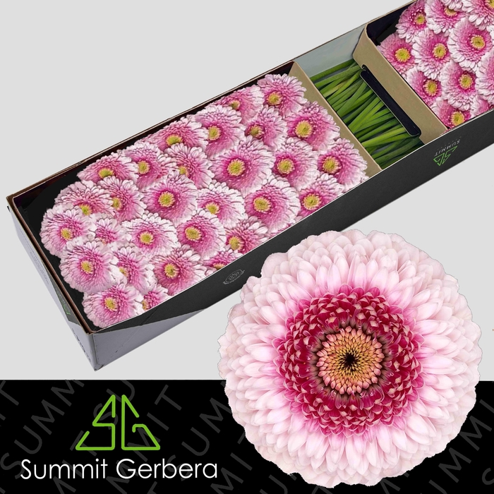 <h4>Germini Pomponi Tracy Doos</h4>