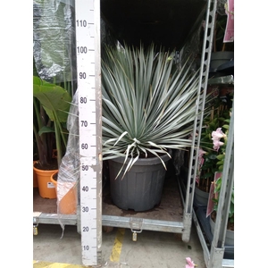 Yucca rostrata