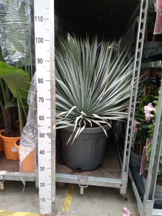 <h4>Yucca rostrata</h4>