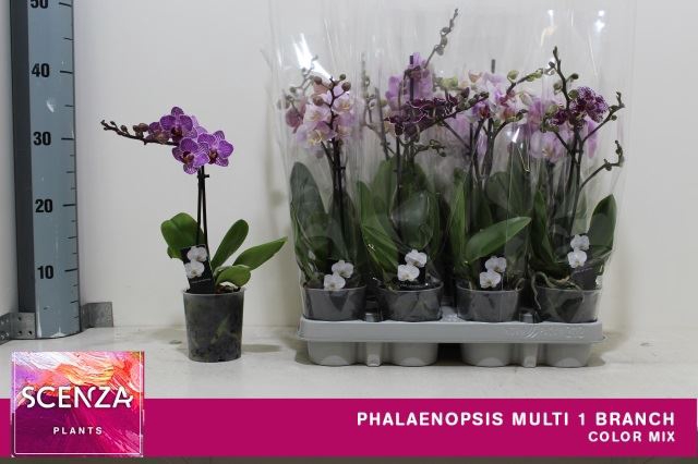 <h4>Phalaenopsis Mult. gemengd</h4>