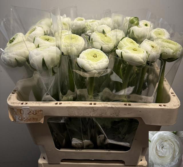 <h4>RAN AM WHITE</h4>