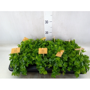 Peperomia rotundifolia
