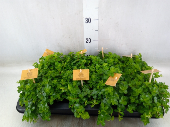 <h4>Peperomia rotundifolia</h4>