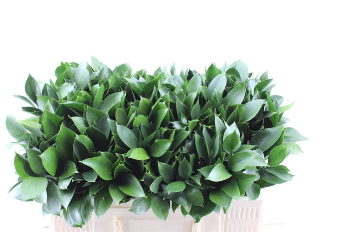 <h4>Ruscus Hypophyllum</h4>