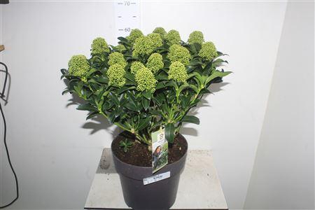 <h4>Skim J White Globe 15+</h4>