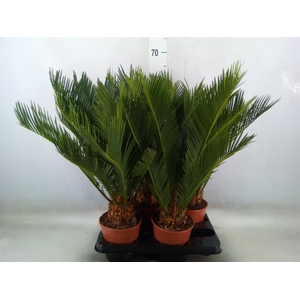 Cycas revoluta