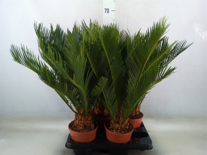 <h4>Cycas revoluta</h4>