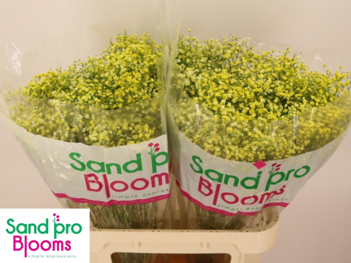 <h4>GYPS KLB H%</h4>