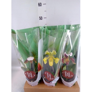 Paphiopedilum  'Amerikaanse hybrid'