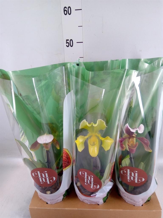 <h4>Paphiopedilum  'Amerikaanse hybrid'</h4>