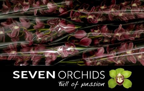 <h4>CYMB T MONICA</h4>