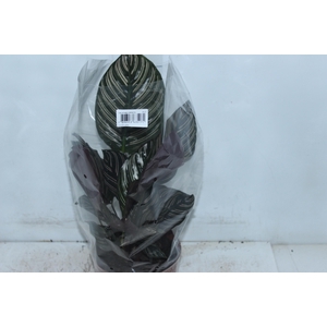 CALATHEA ORNATA P17