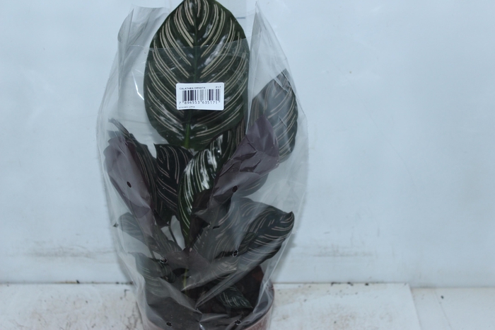CALATHEA ORNATA P17