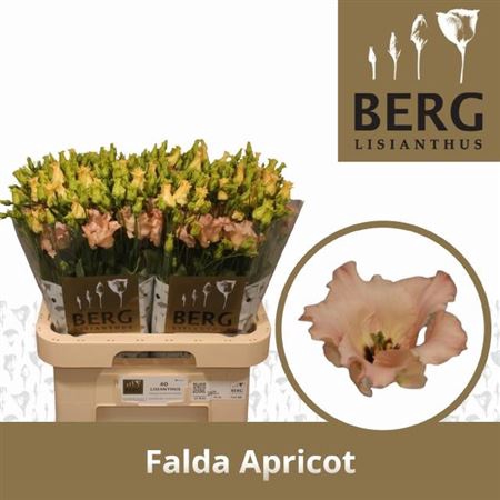 <h4>Eus E Falda Apricot</h4>