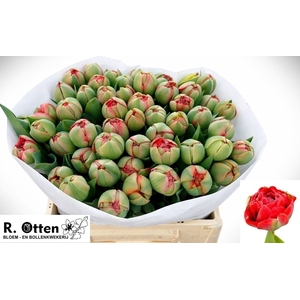 TU DU GUDOSHNIK DOUB