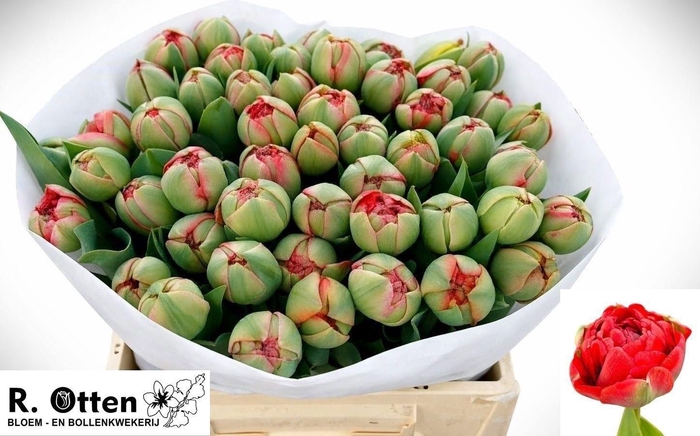 <h4>TU DU GUDOSHNIK DOUB</h4>