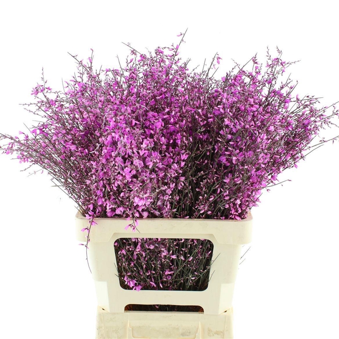 <h4>GENISTA KLB BS H%</h4>