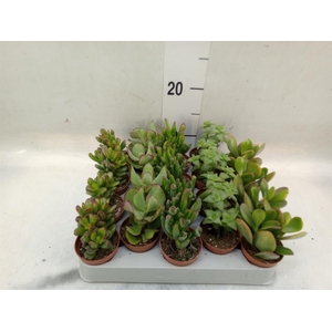 Crassula   ...mix