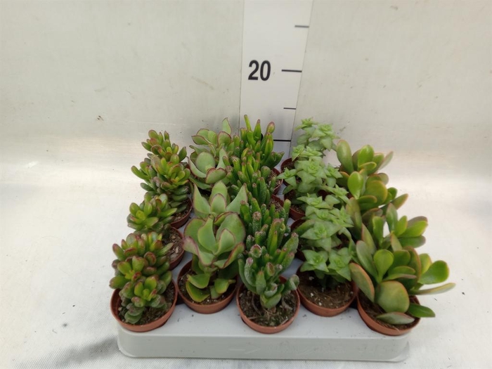 <h4>Crassula   ...mix</h4>