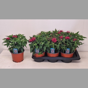 MONA BALMY ROSE