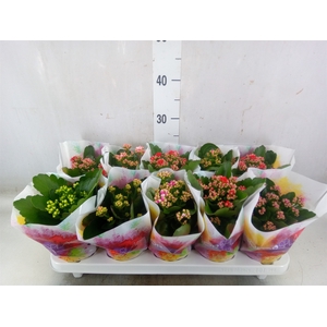 Kalanchoe blos.   ..rosebud mix  5
