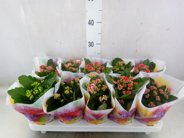 <h4>Kalanchoe blos.   ..rosebud mix  5</h4>