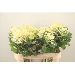 Brass Crane Ru White