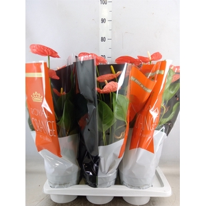 Anthurium andr. 'Madural Orange'