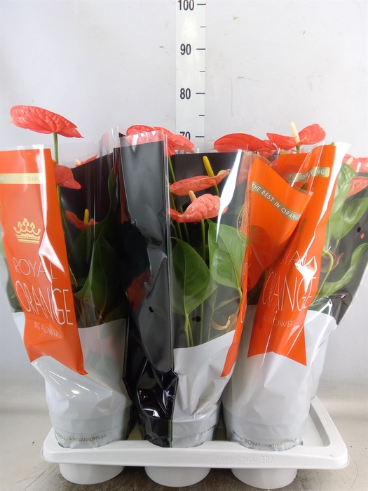 <h4>Anthurium andr. 'Madural Orange'</h4>