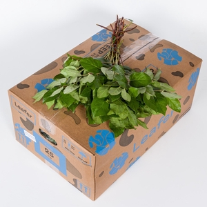 SALAL TIPS LEAFER