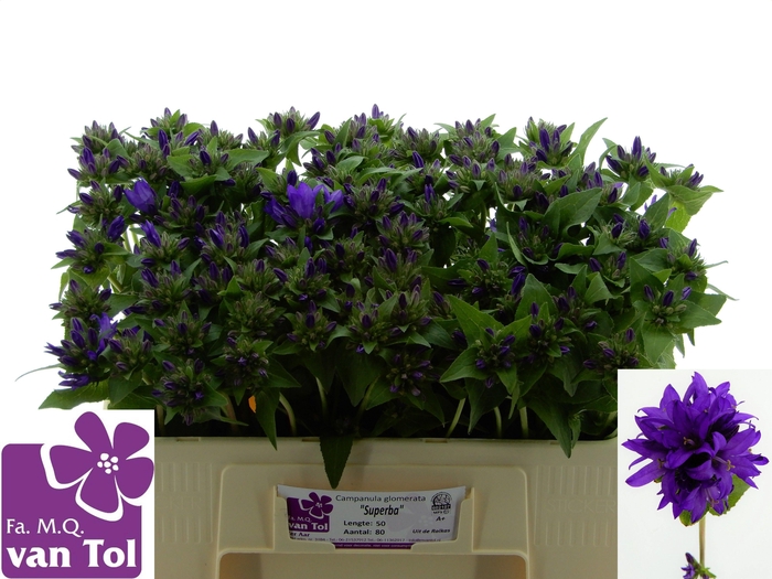 <h4>CAMP GL SUPERBA</h4>