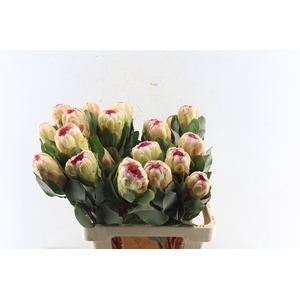 Protea Grandicolor
