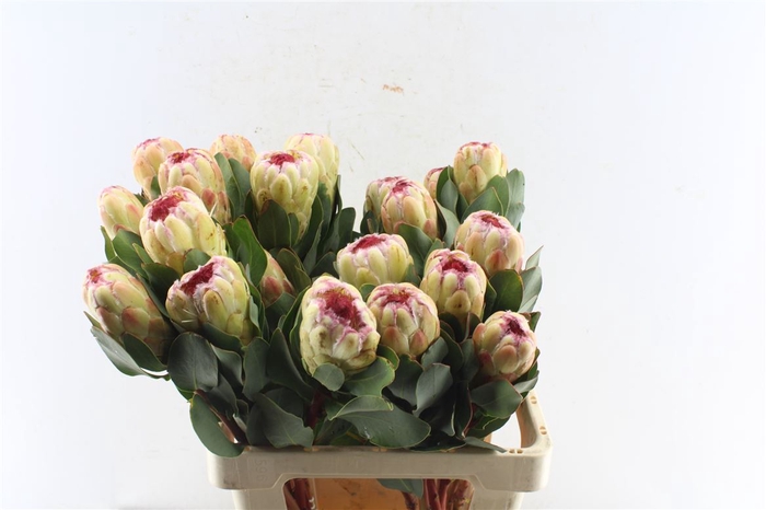 <h4>Protea Grandicolor</h4>