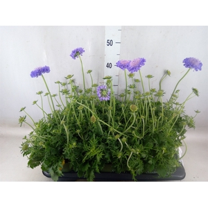 Scabiosa columb.