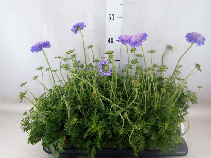 <h4>Scabiosa columb.</h4>