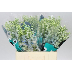 Delph El Guardian Lavender