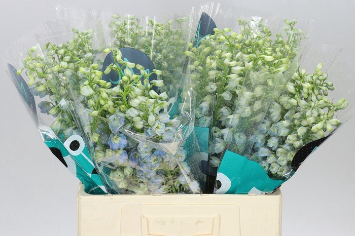 <h4>Delph El Guardian Lavender</h4>