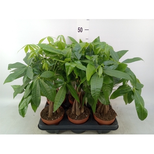 Pachira aquatica