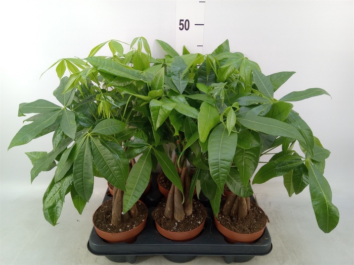 <h4>Pachira aquatica</h4>
