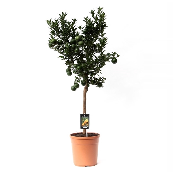 <h4>Citrus Mandarin</h4>