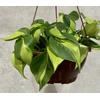 PHILODENDRON BRASIL C13 PENDENTE