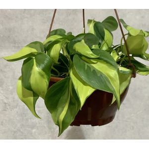 PHILODENDRON BRASIL C13 PENDENTE