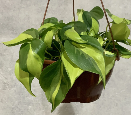 <h4>PHILODENDRON BRASIL C13 PENDENTE</h4>