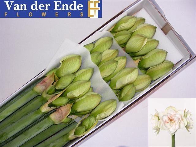 <h4>HIPPEASTRUM DG 'NYMPH'</h4>