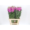 Matthiola Iron Hot Pink