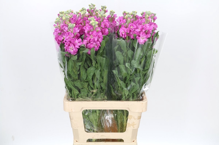 Matthiola Iron Hot Pink