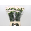 Dianthus St Brut