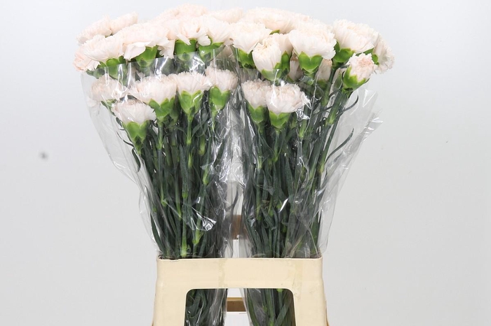 <h4>Dianthus St Brut</h4>