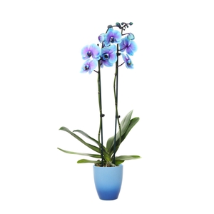 Change Blue Phal I Am Blue Lagoon 2T14+